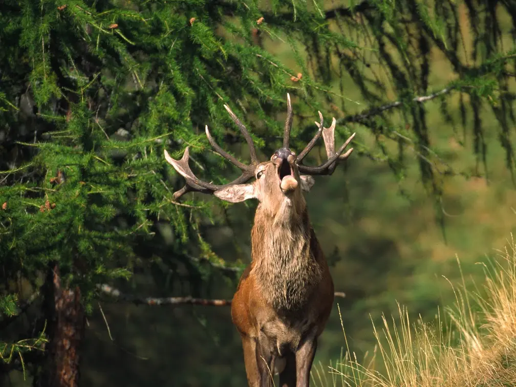 Weekend Rysia: Posłuchaj ryku jeleni w Lesie Aletsch