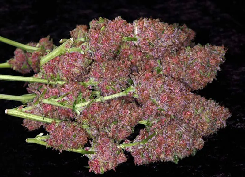 Koniec z aresztowaniami za marihuanę: miliardy zatrzymań i walka o wolność